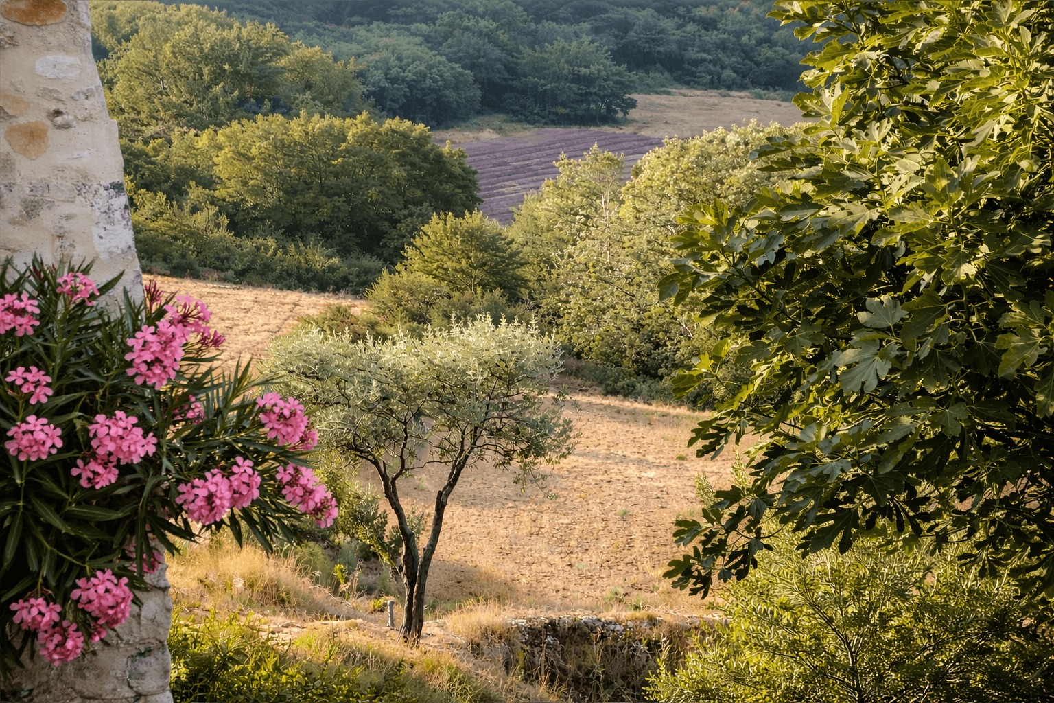 Le Mas - Vue Nature et olivier