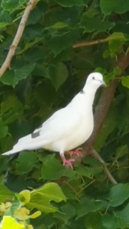 Blanche colombe du Mas