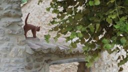 Le chat du mas d'Eylieux à Saint Montan