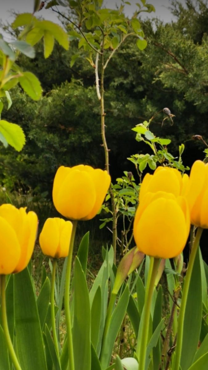 Tulipes du Mas