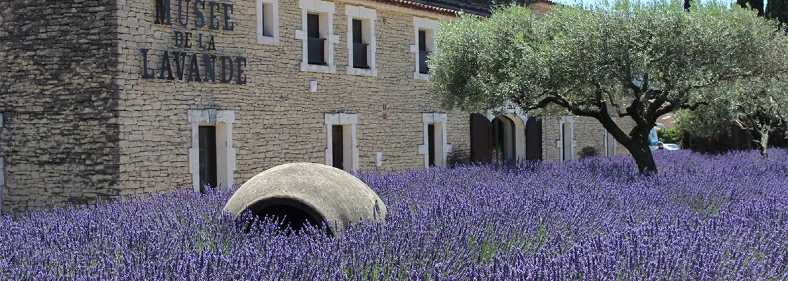 Lavandes devant un bâtiment en pierre et un olivier.