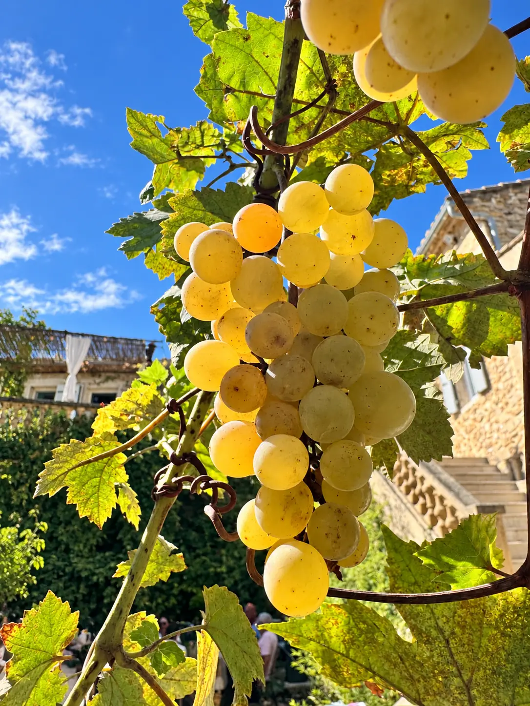 Une grappe de raisin blanc au premier plan, avec l’escalier en pierre à l’arrière-plan.