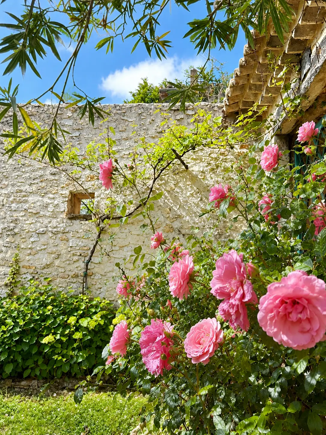 Pink rose bushes against a stone wall.