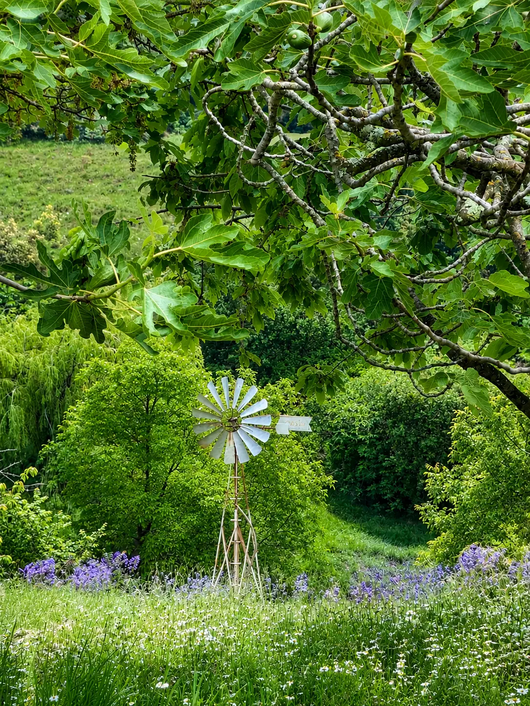 Pathway in the wooded garden of the Mas.