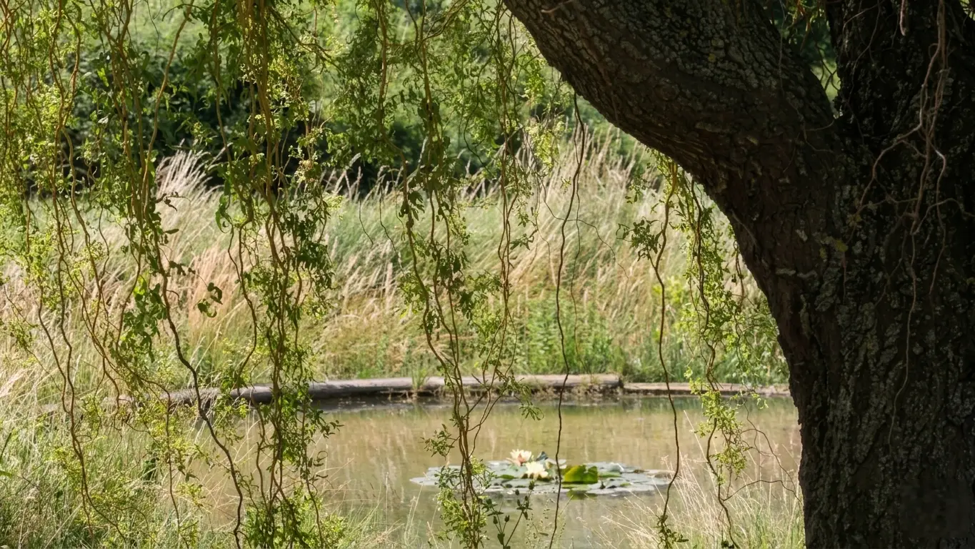 Ein Teich mit Seerosen unter den Zweigen einer Weide.